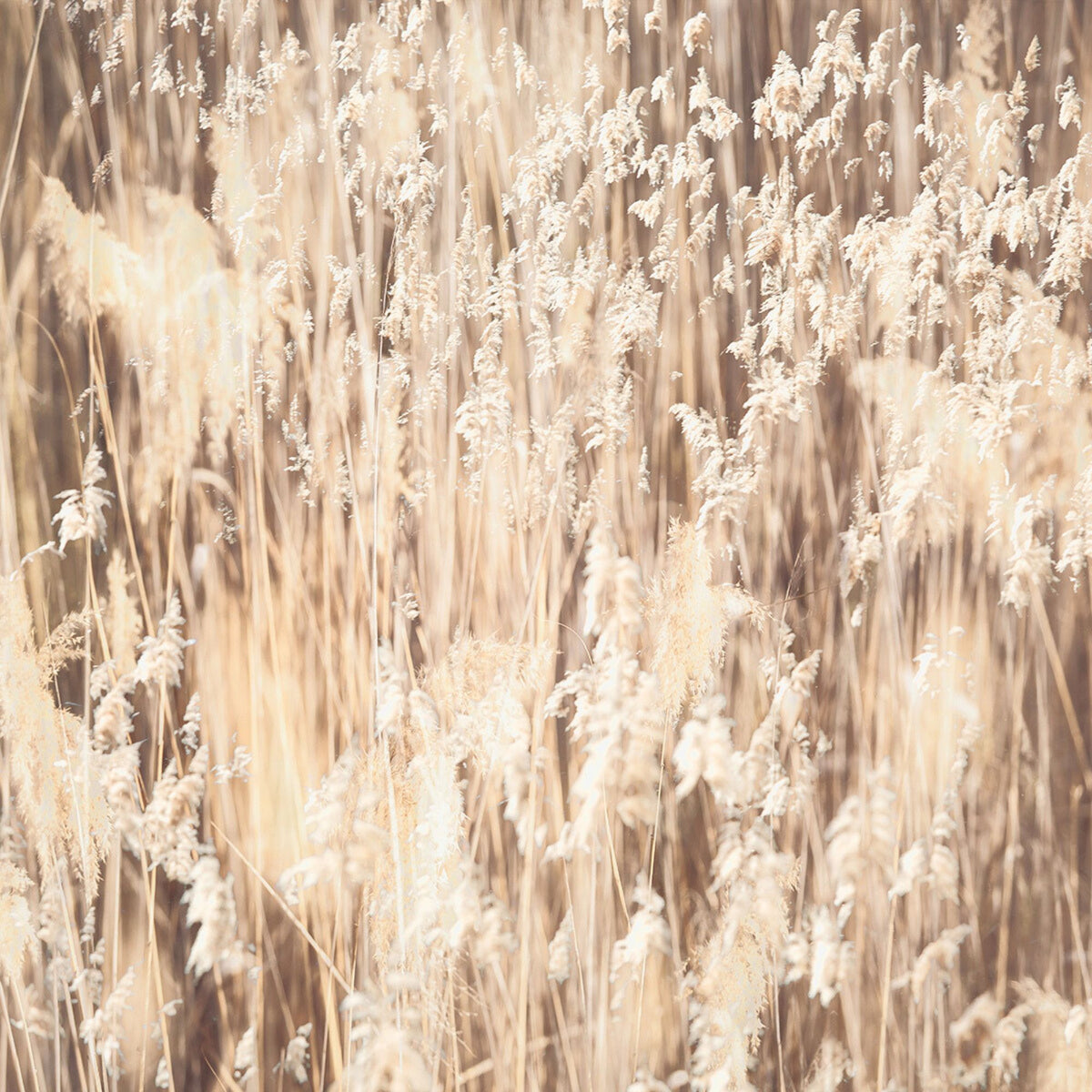 Pastures of Splendour No.4 by Samantha Lee Osner, reeds in the wind, multiple exposures