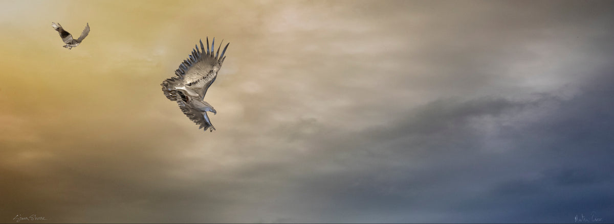 Wings of Liberation by Martin Osner & Simon Shone, a fine art print