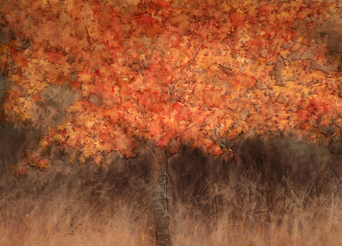 Autumn Blaze by Samantha Lee Osner, a tree in fiery autumn colour