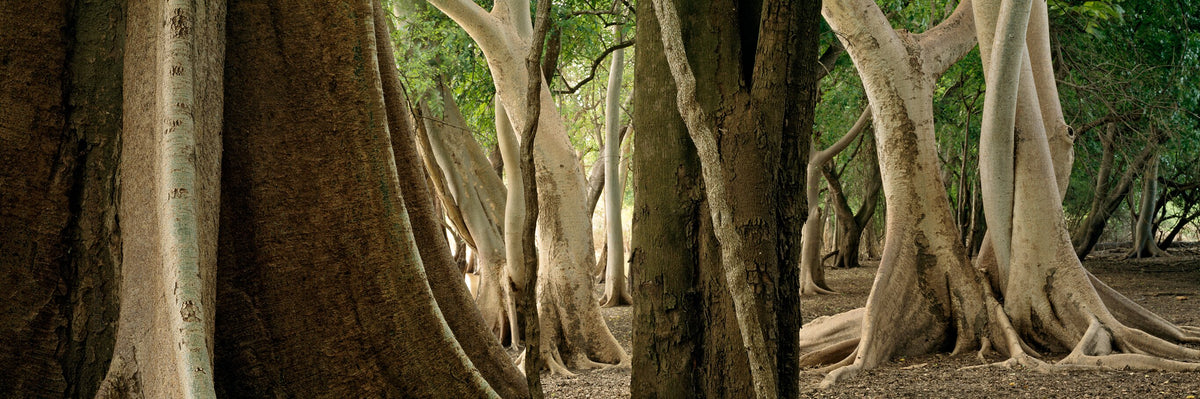 Ndumo Forest by Koos van der Lende, the Ndumo forest