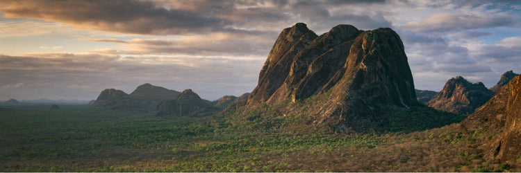 Ngorongé | Garden of Giants