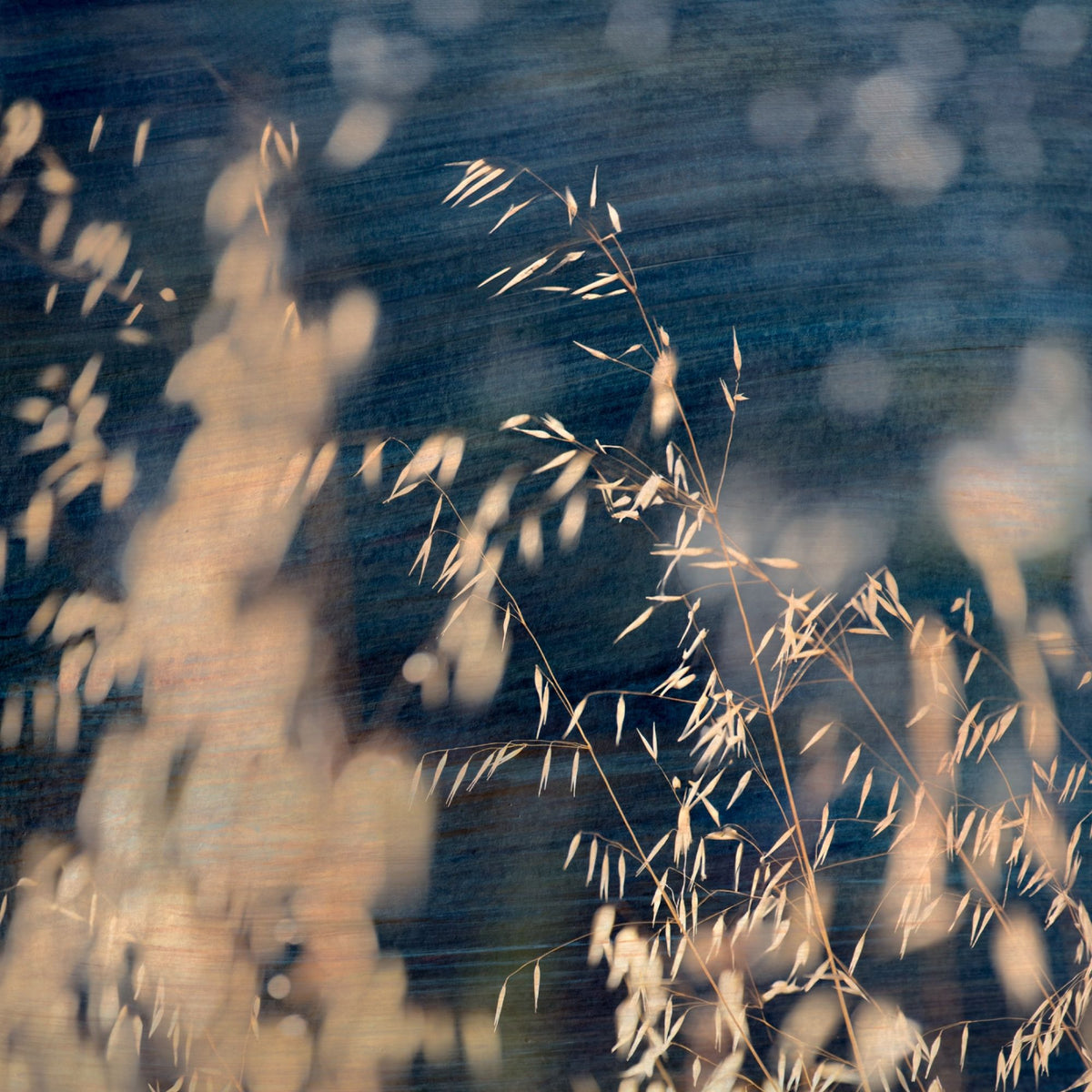 Midnight Meadow by Samantha Lee Osner, grasses against deep night tones