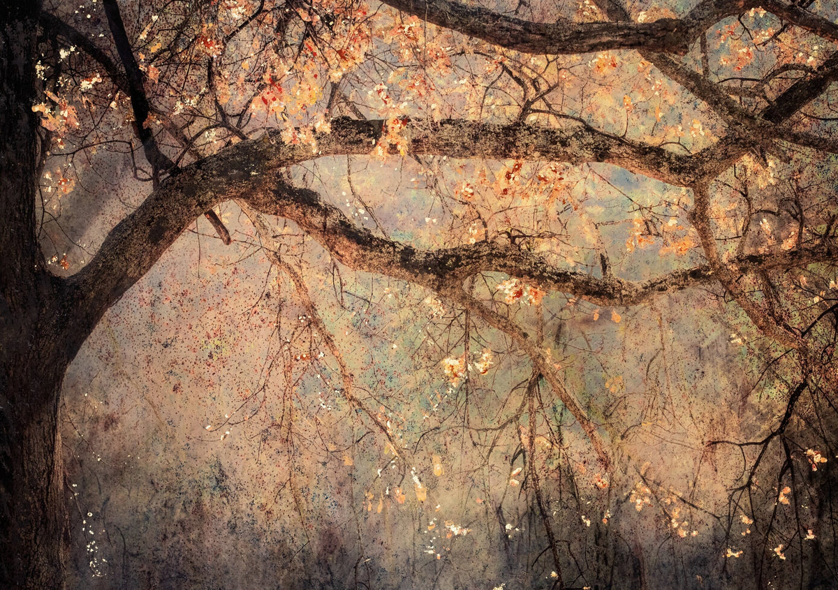 Symphony by Samantha Lee Osner, a backlit trees mixed media artwork with gold leaf