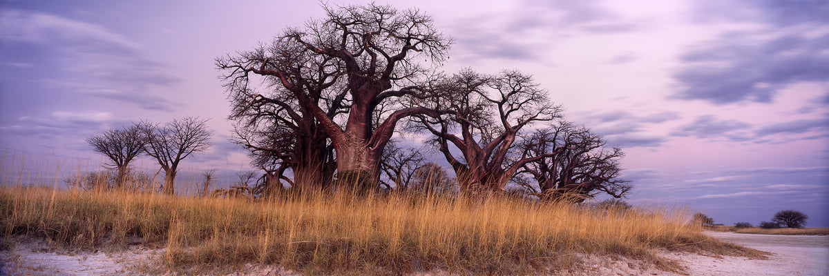 Baines' Baobabs, Evening by Koos van der Lende, baobabs and tall grass at dusk