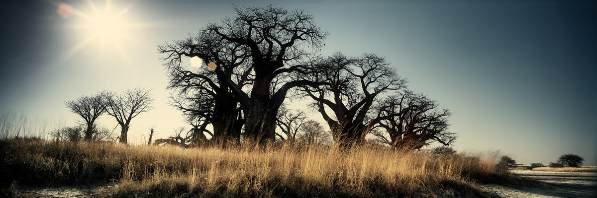 Baines' Baobabs, Morning by Koos van der Lende, silhouetted baobabs above backlit grass