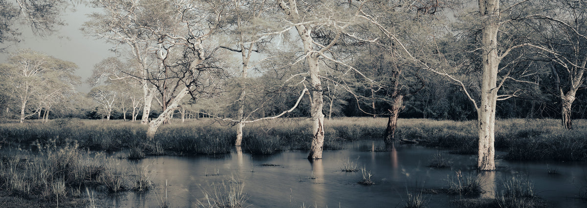 Fever Trees after the Storm by Koos van der Lende, pale trees standing in floodwater