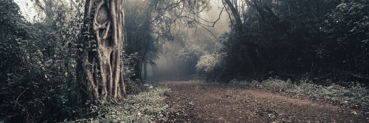 Sacred Forest by Koos van der Lende, giant fig trees in a misty forest in Venda