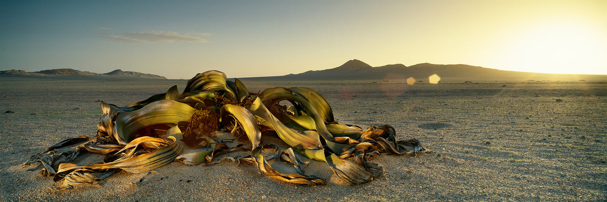 Solitary Survivor No.1 by Koos van der Lende, a welwitschia in the setting sun near Swakopmund
