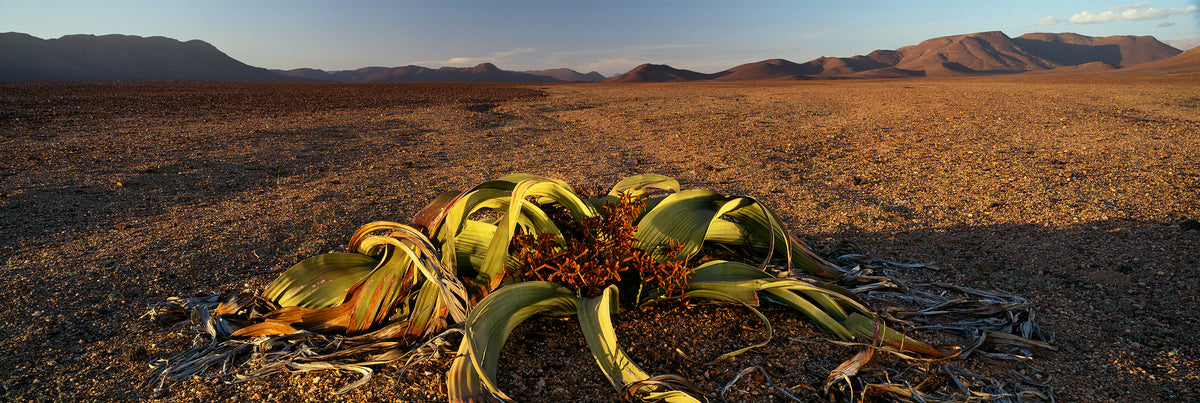 Solitary Survivor No.3 by Koos van der Lende, a welwitschia in warm evening light