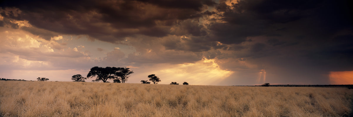 Storm over the Grassland by Koos van der Lende, dark storm clouds over golden grass and a line of acacias