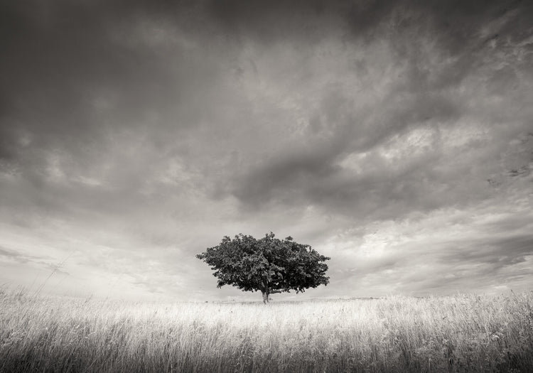 Solitary No.2