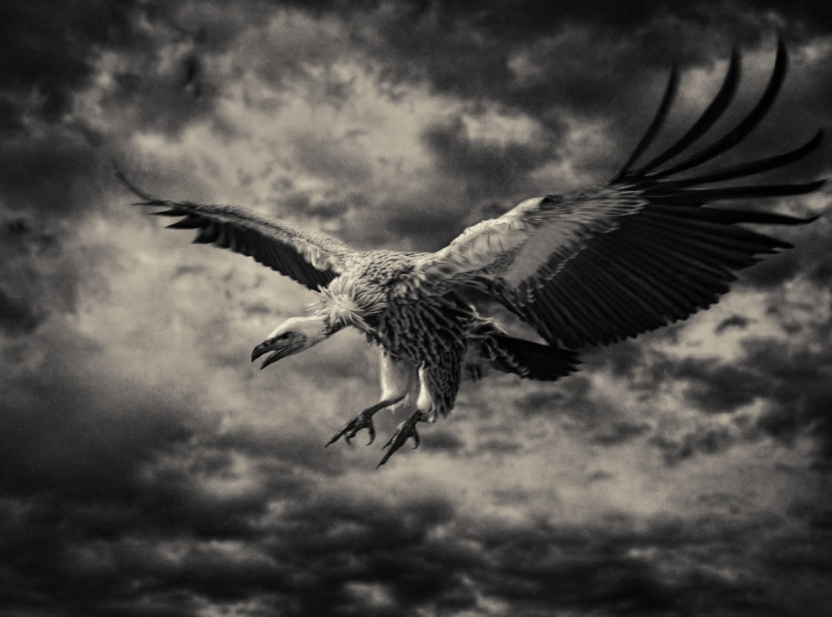 Creatures No.7