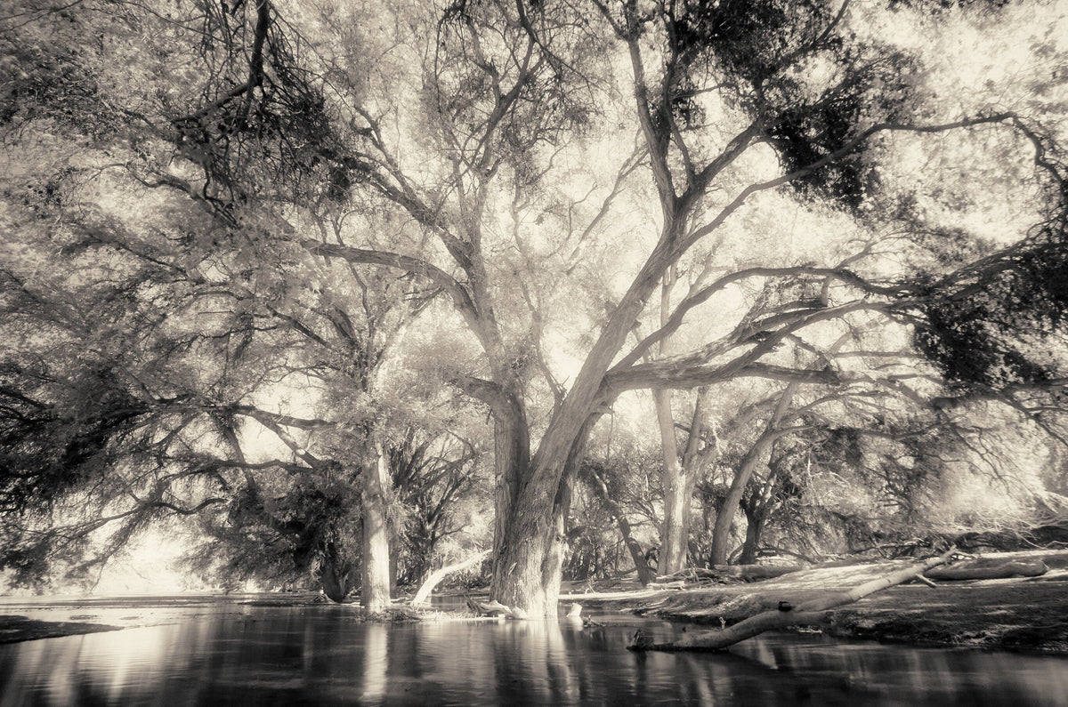 Ethereal Reverie No.2 by Martin Osner, an ethereal landscape