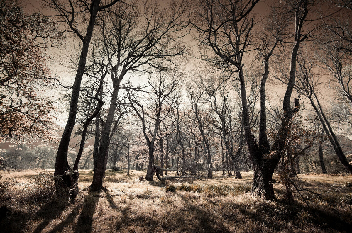 Ethereal Reverie No.7 by Martin Osner, an ethereal landscape