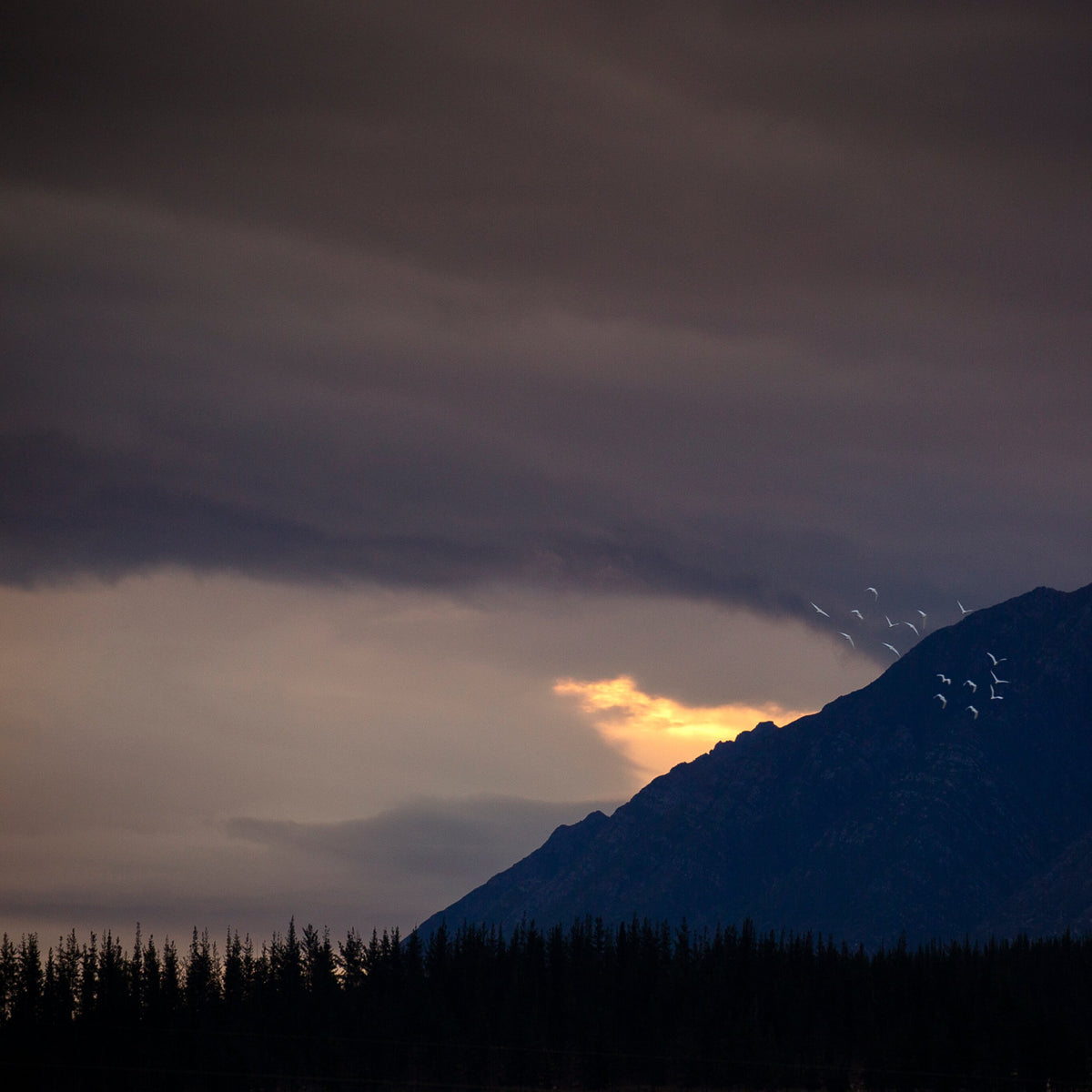 Adorned No.2 by Samantha Lee Osner, birds crossing the last light over Overberg mountains