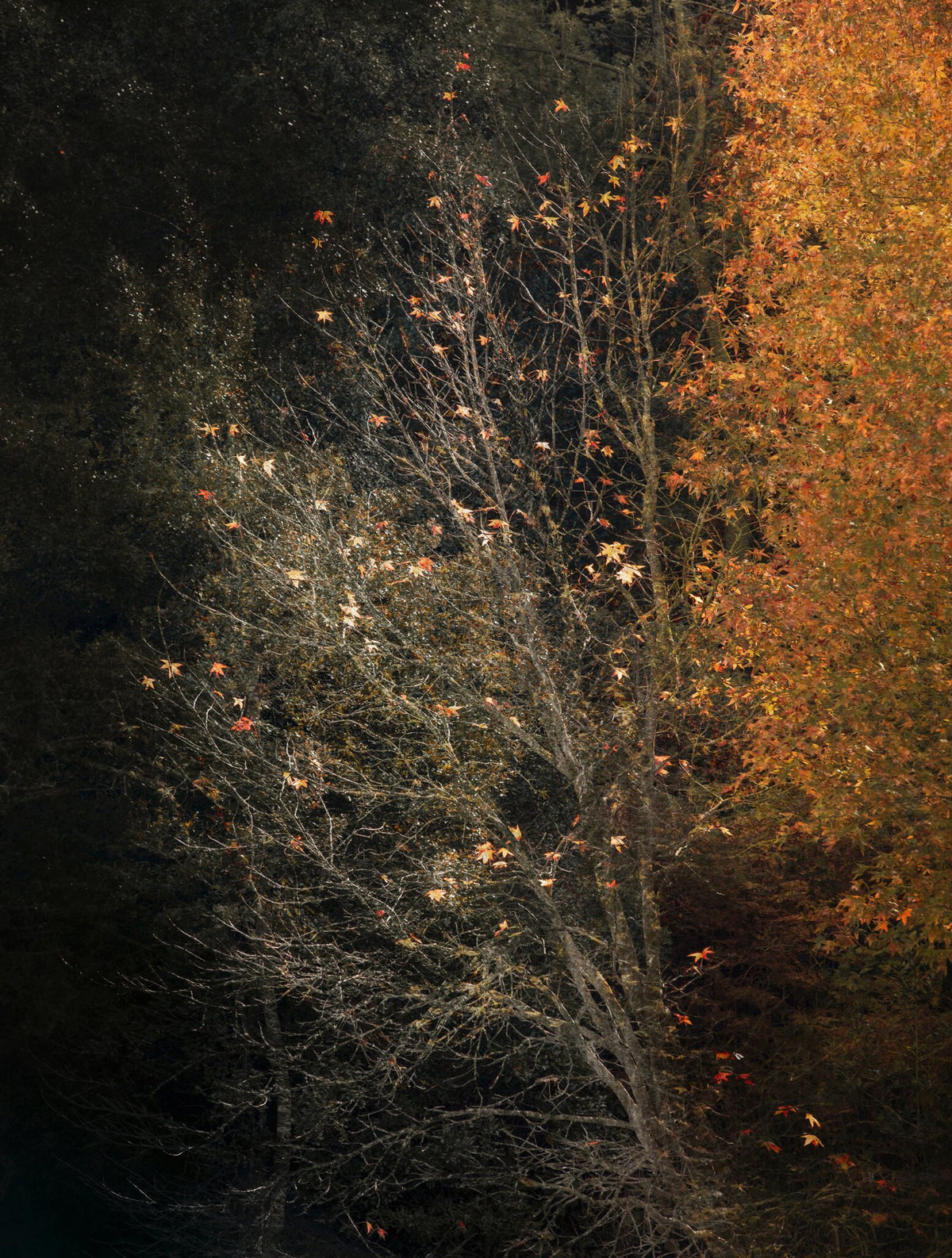 Enchanted No.3 by Samantha Lee Osner, an ethereal forest impression