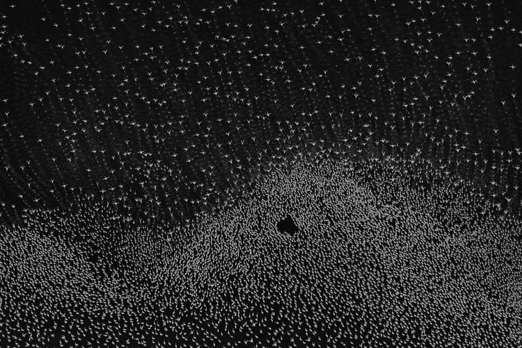 Patterns of Africa | Flamingos Rising