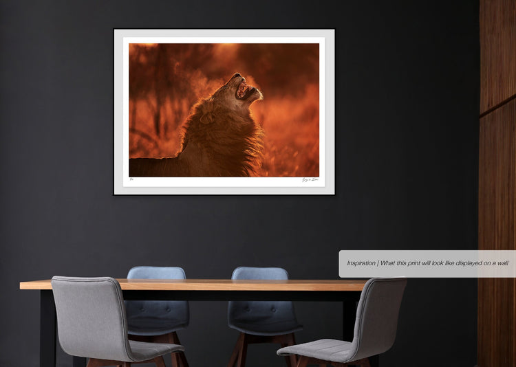 Londolozi Lion