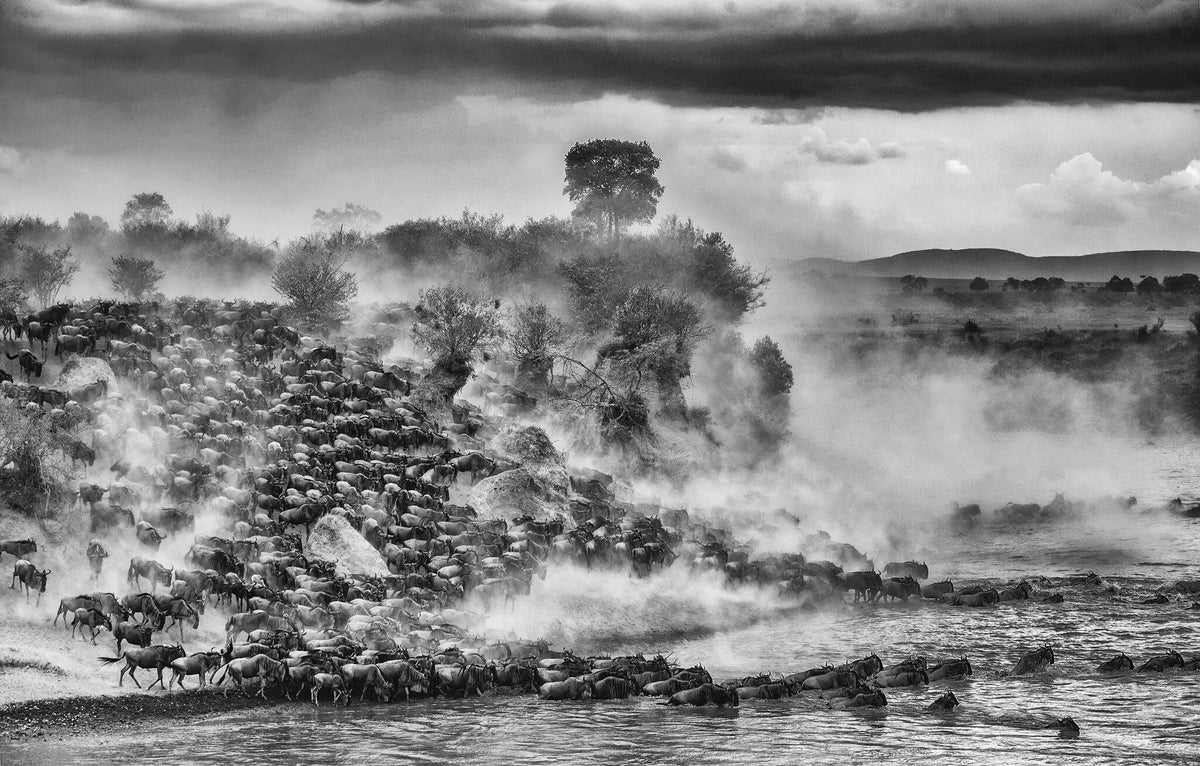 The Great Migration by Greg du Toit, wildebeest descending to the Mara River