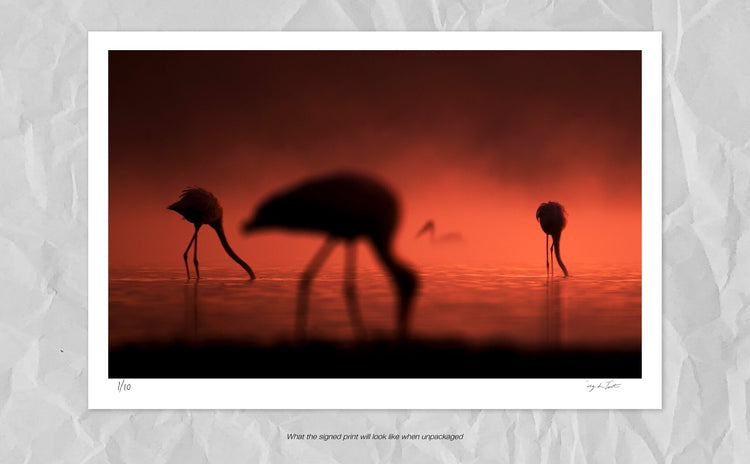 Stork Impressions