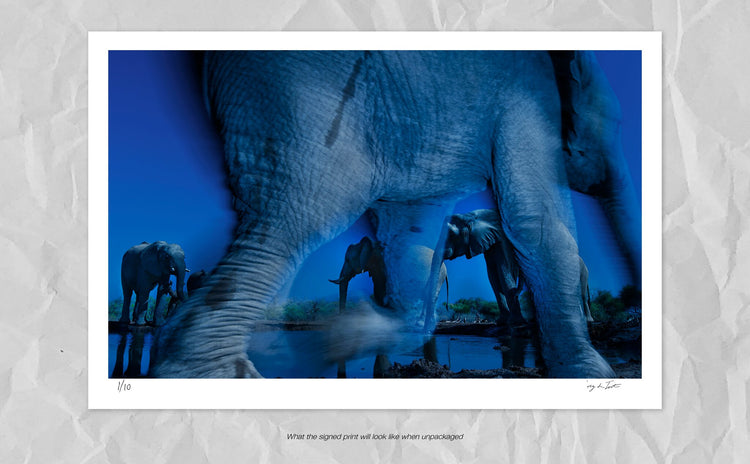 Essence of Elephant
