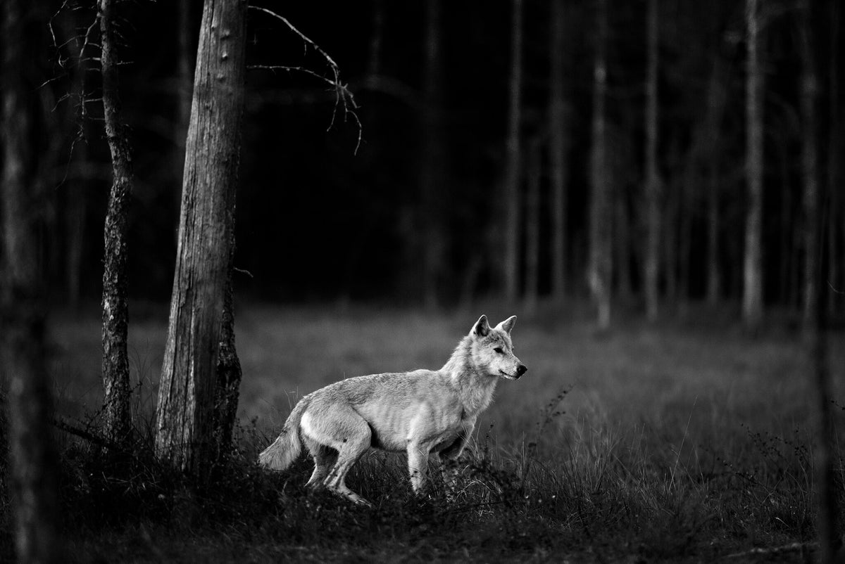 The White Wolf by Greg du Toit, a white wolf in the twilight