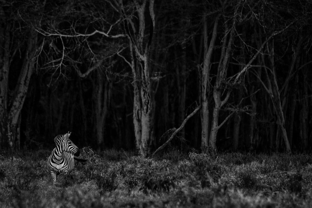 Zebra Forest by Greg du Toit, an African wildlife photograph