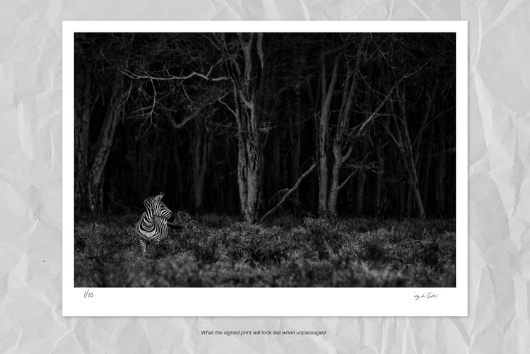 Zebra Forest