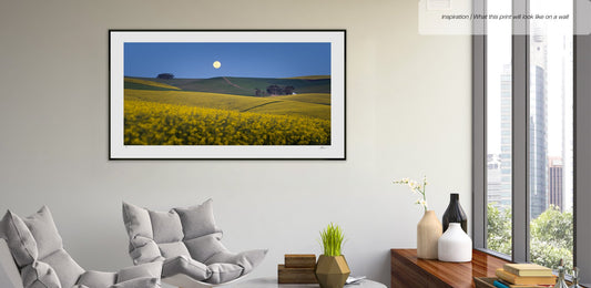 Canola Moon