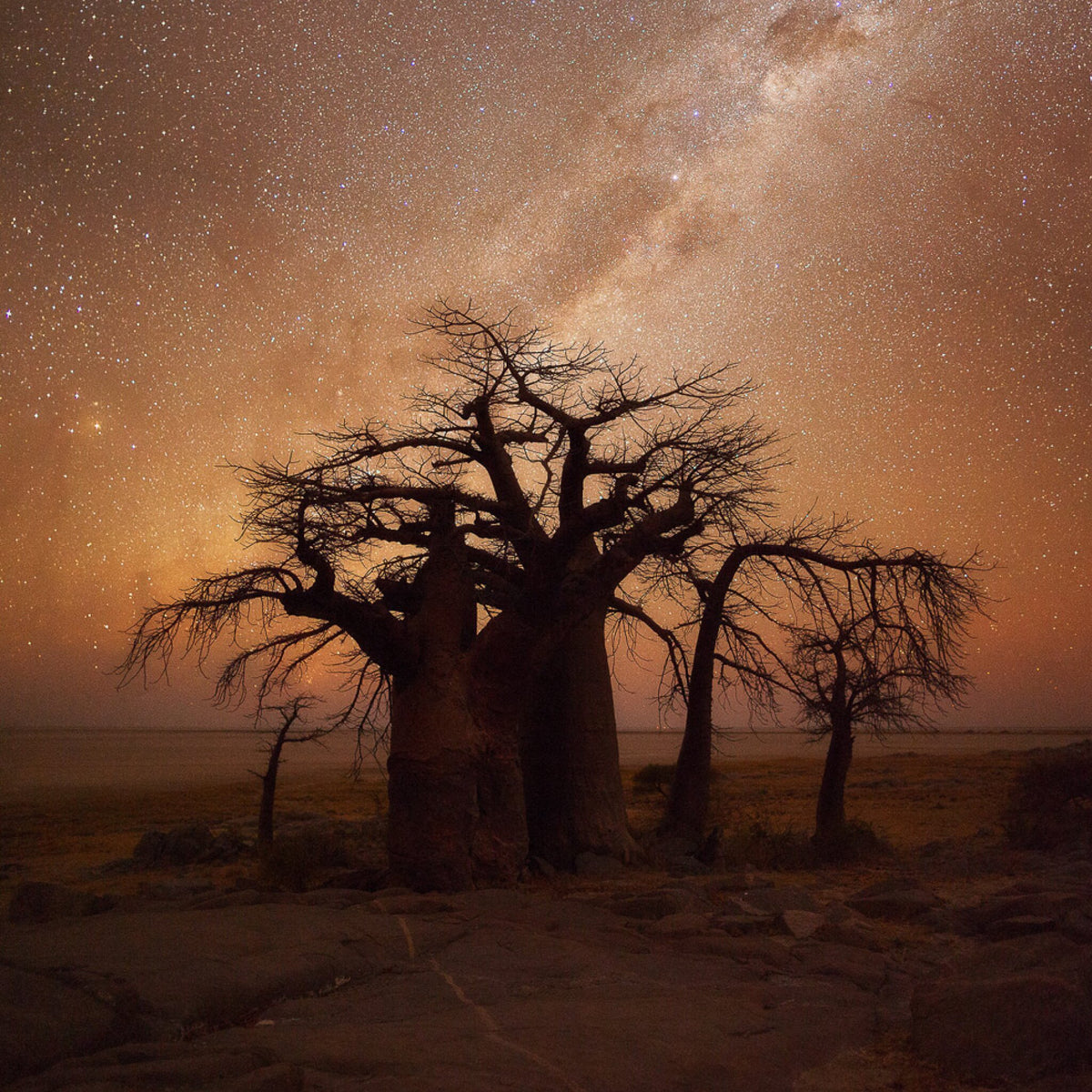 African Nights by Hougaard Malan, a baobab under a starry sky at Kubu Island