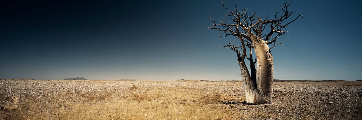 Bottle Tree No.2 by Koos van der Lende, a lone bottle tree in Namibia