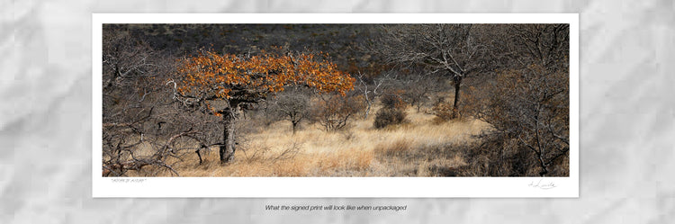 Mopane in Autumn