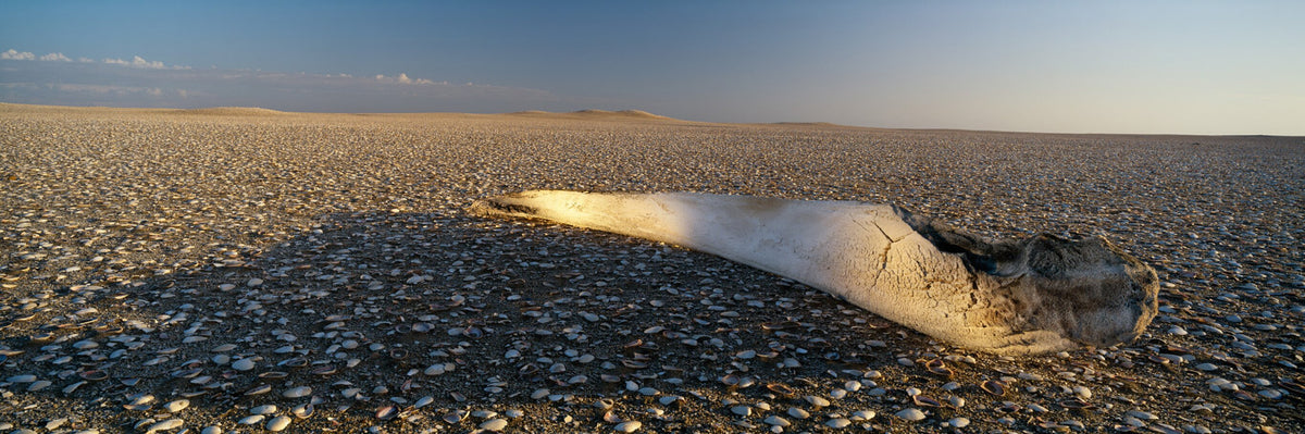 Whale Bone by Koos van der Lende, a whale bone on a shell beach