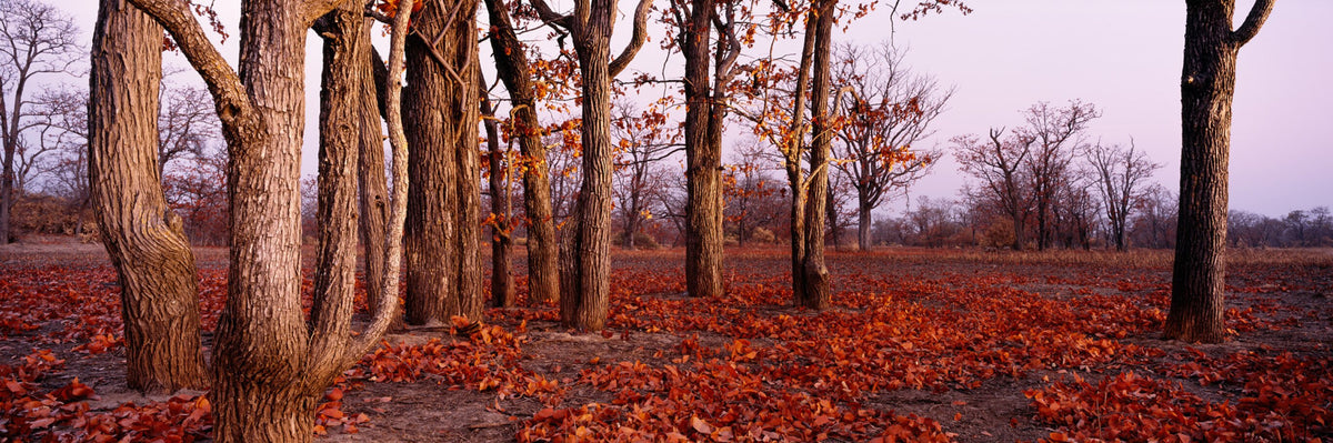 Kafue Mopane Cluster by Koos van der Lende, mopane trees in autumn leaves