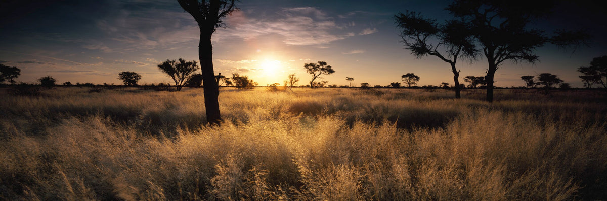 African Sunset by Koos van der Lende, the sun setting behind camel thorn trees over golden Kalahari grass