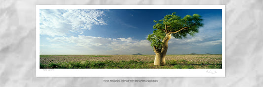 Bottle Tree