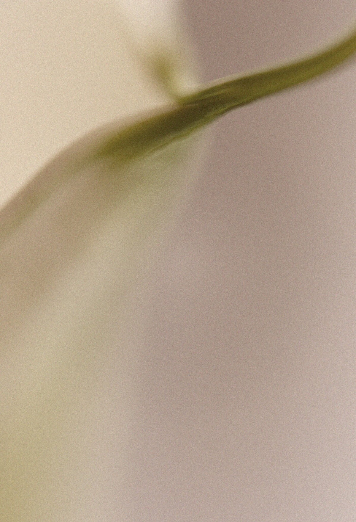 Panache No.1 by Martin Osner, the stem of an arum lily in soft pastel