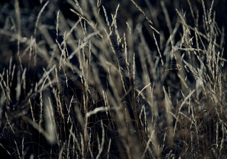 Patterns of Nature No.1