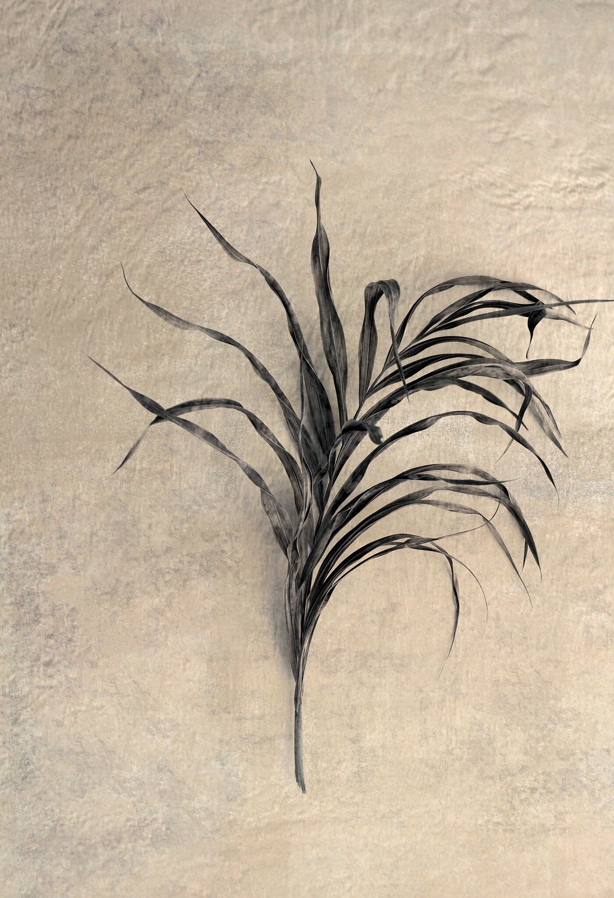 Natural Design No.1 by Martin Osner, a fine art print