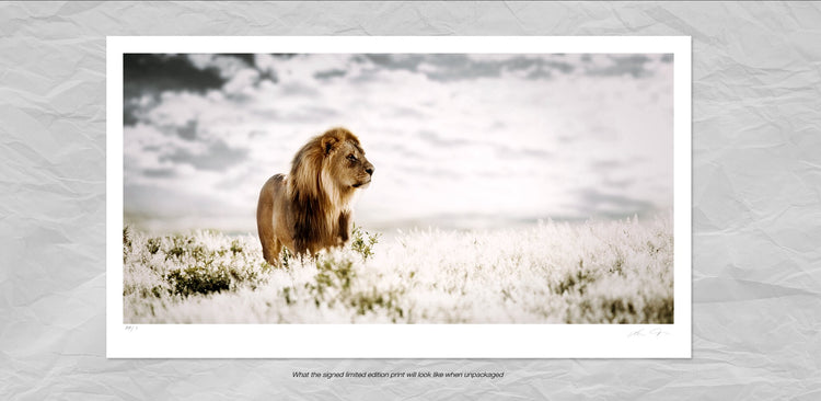 Pride of Africa