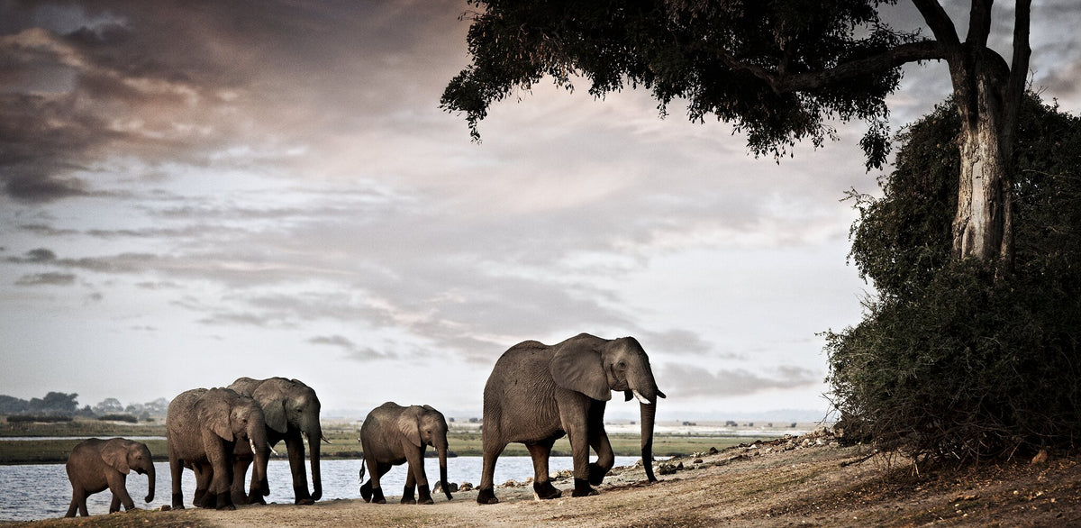 Matriarch No.1 | Pride of Africa