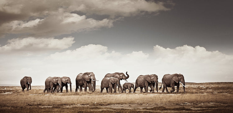 The Crossing No.1 | Pride of Africa