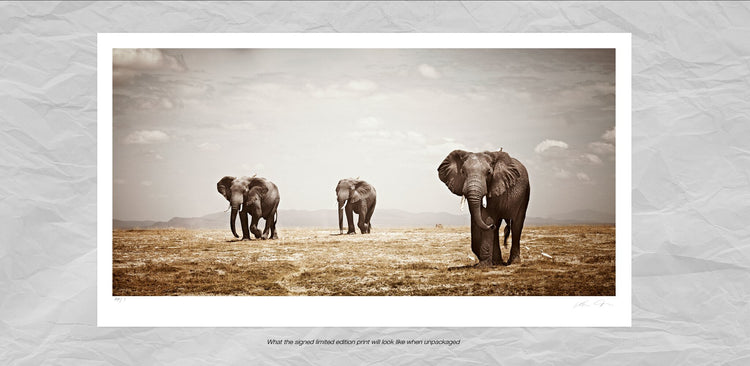 Matriarch No.3 | Pride of Africa
