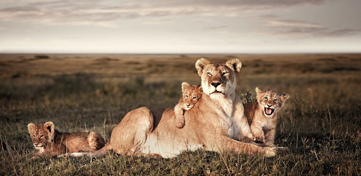 Union No.2 | Pride of Africa