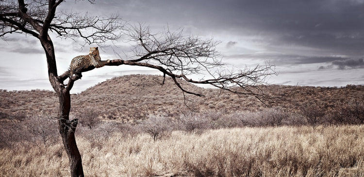 Sentinel | Pride of Africa