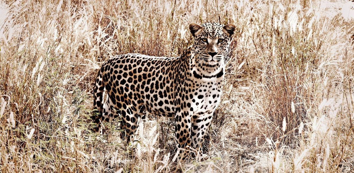 Dignity | Pride of Africa