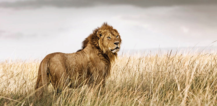 Intrepidity No.1 | Pride of Africa