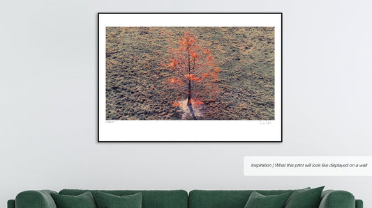 From Above | Flamboyant