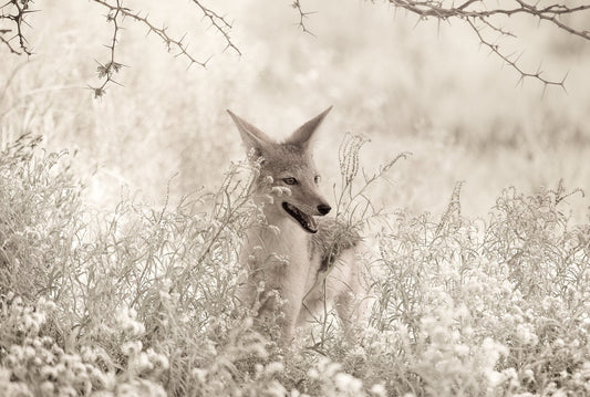 Curious Jackal