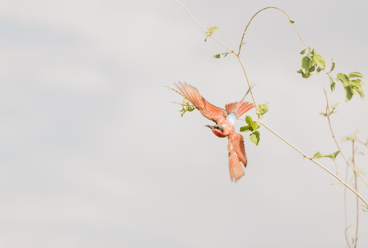 Flight